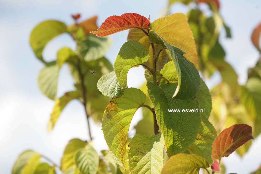 Corylus chinensis