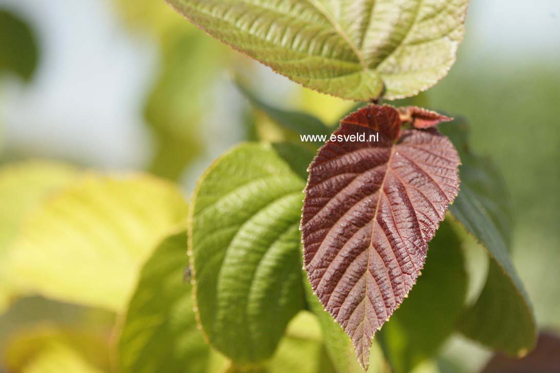 Corylus chinensis