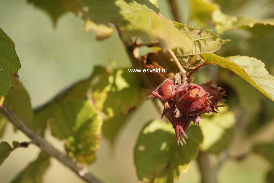 Corylus colurna 'Te-Terra Red'