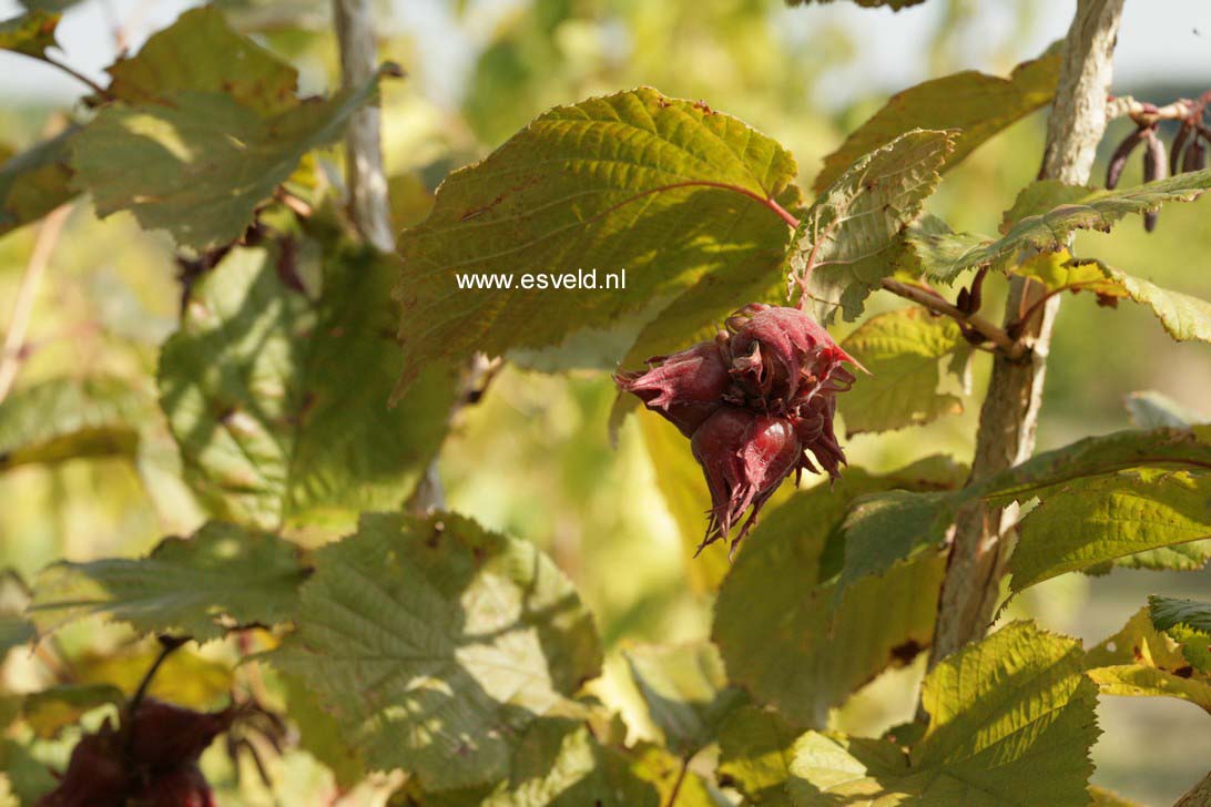 Corylus colurna 'Te-Terra Red'