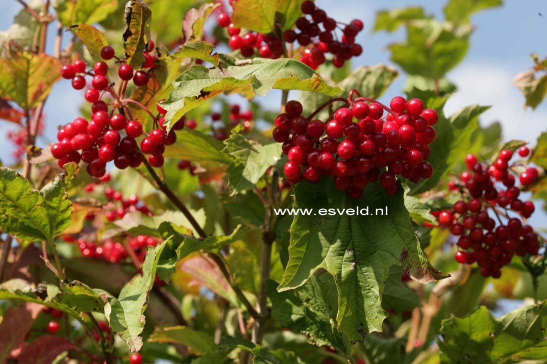 Viburnum opulus