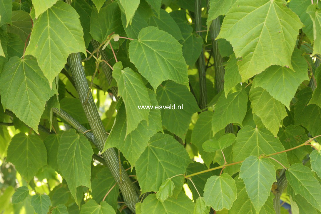 Acer tegmentosum 'White Tigress'