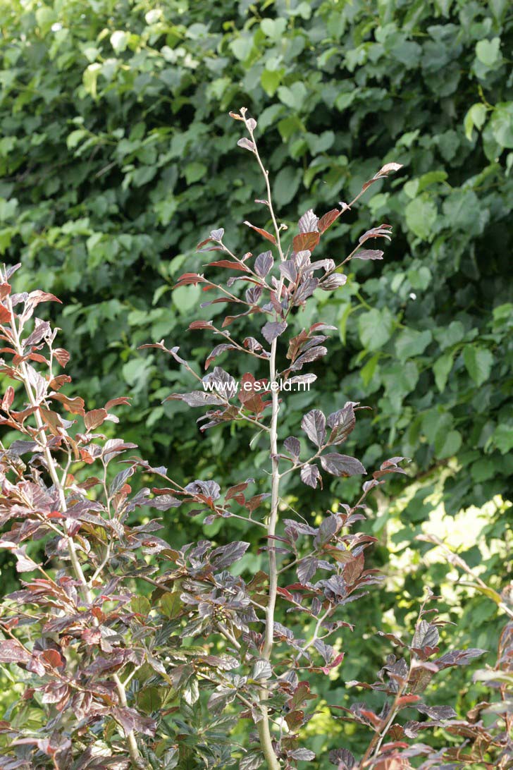 Sycoparrotia semidecidua 'Purple Haze'