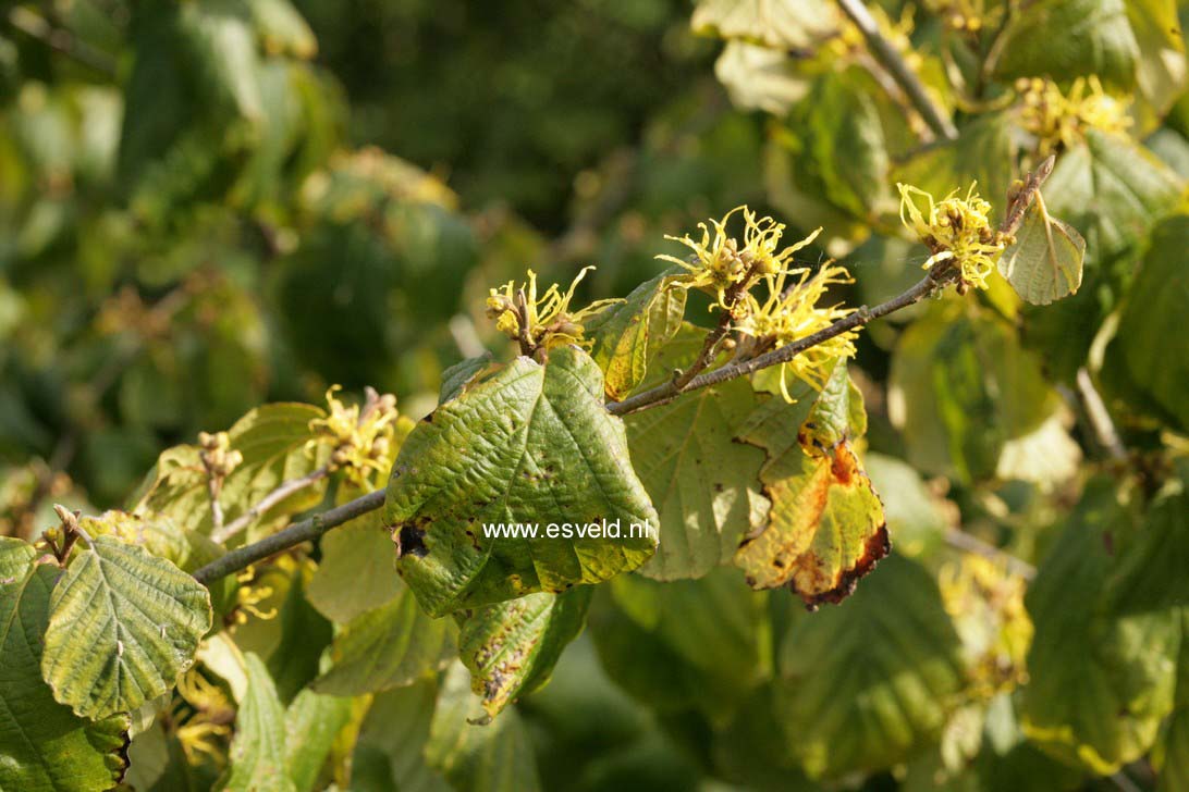 Hamamelis virginiana