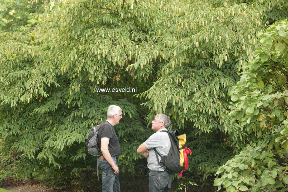 Carpinus japonica