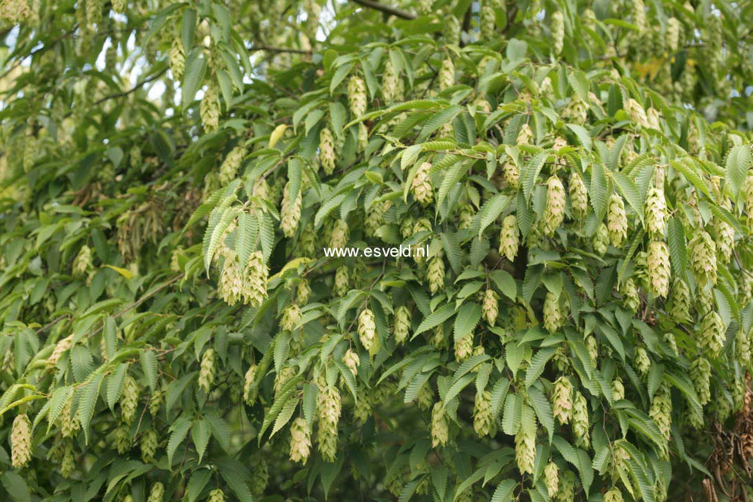 Carpinus japonica