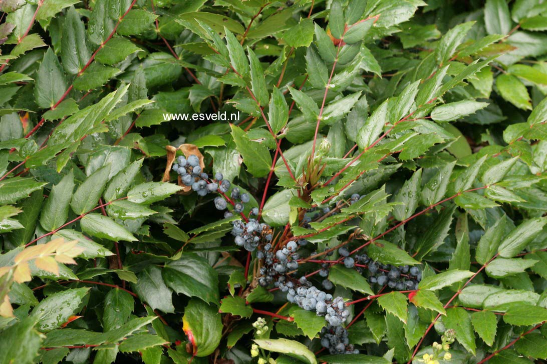 Mahonia nervosa