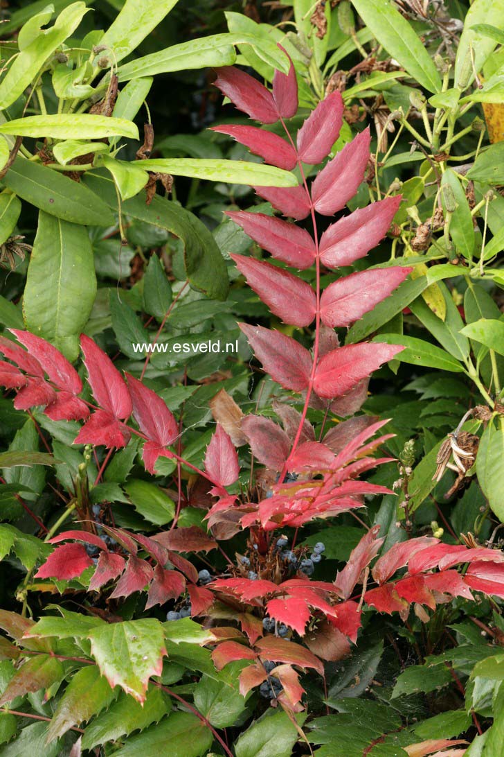 Mahonia nervosa