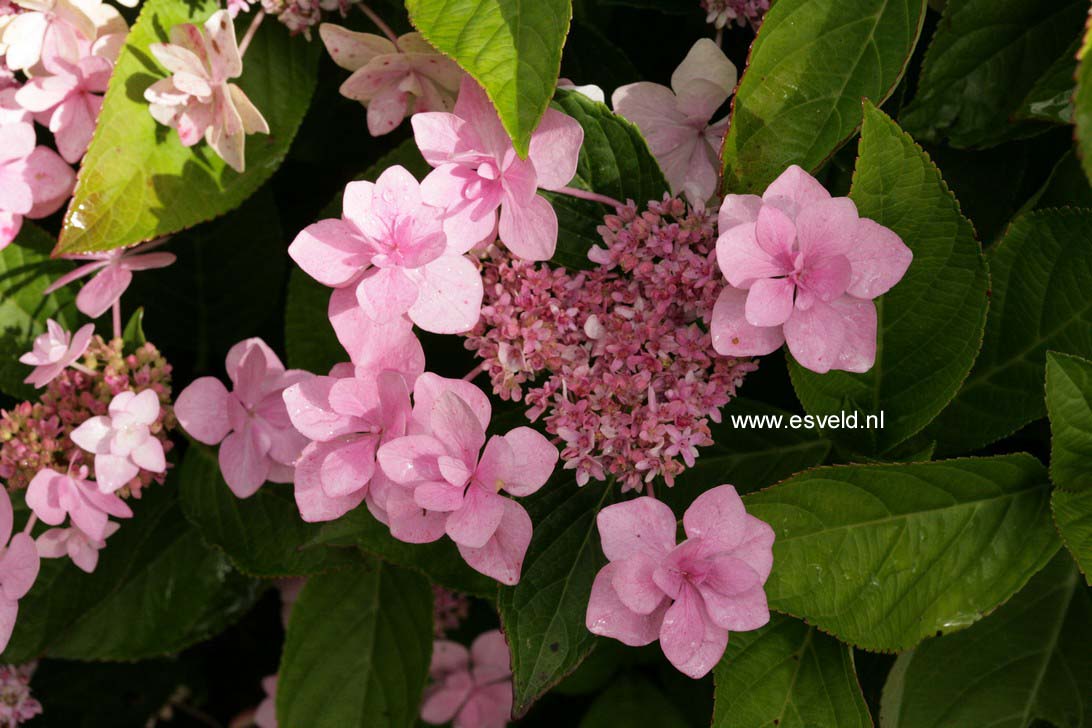 Hydrangea macrophylla 'Jogosaki'