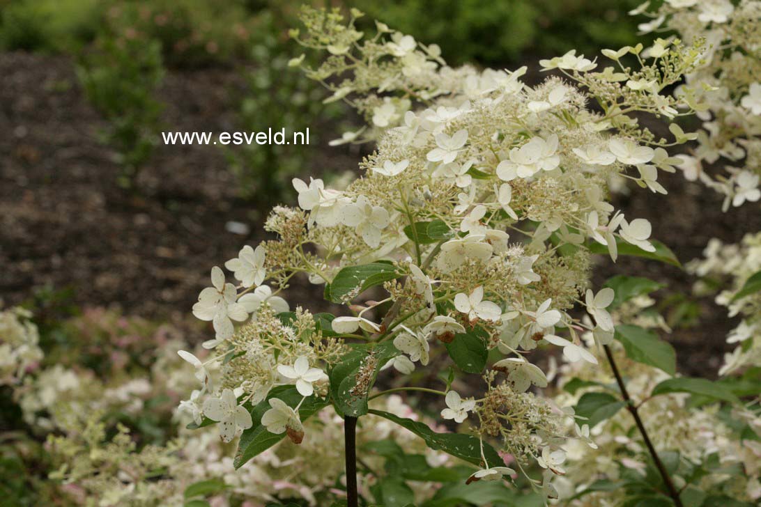 Hydrangea paniculata 'Savill Lace'