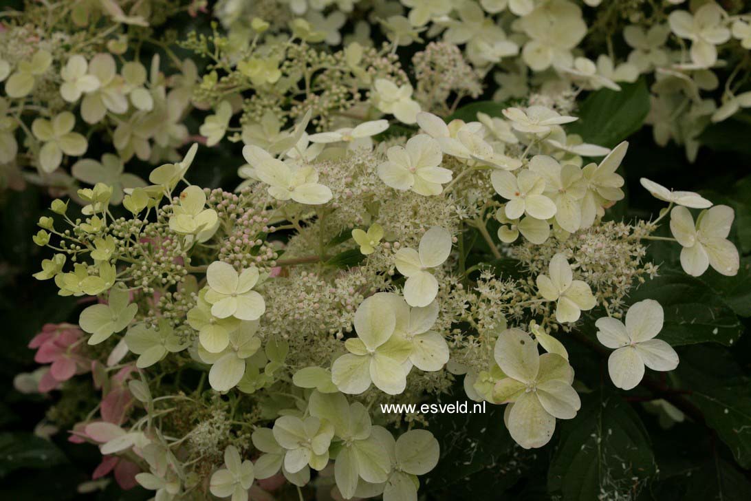 Hydrangea paniculata 'Savill Lace'