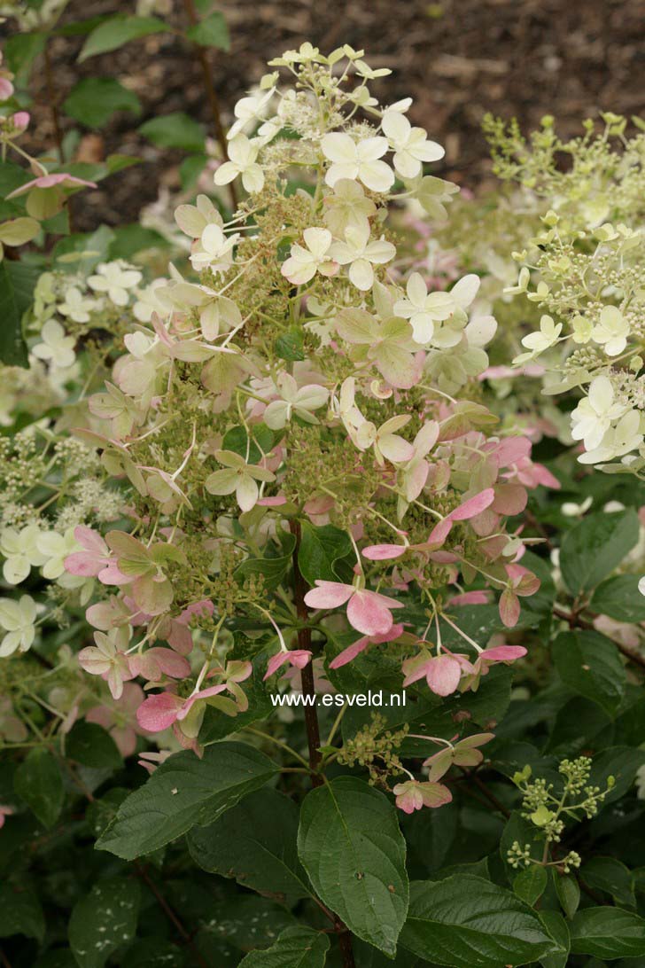 Hydrangea paniculata 'Savill Lace'