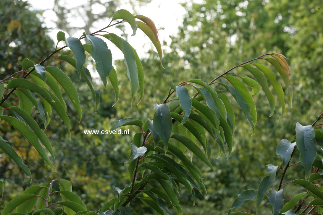 Halesia macgregorii