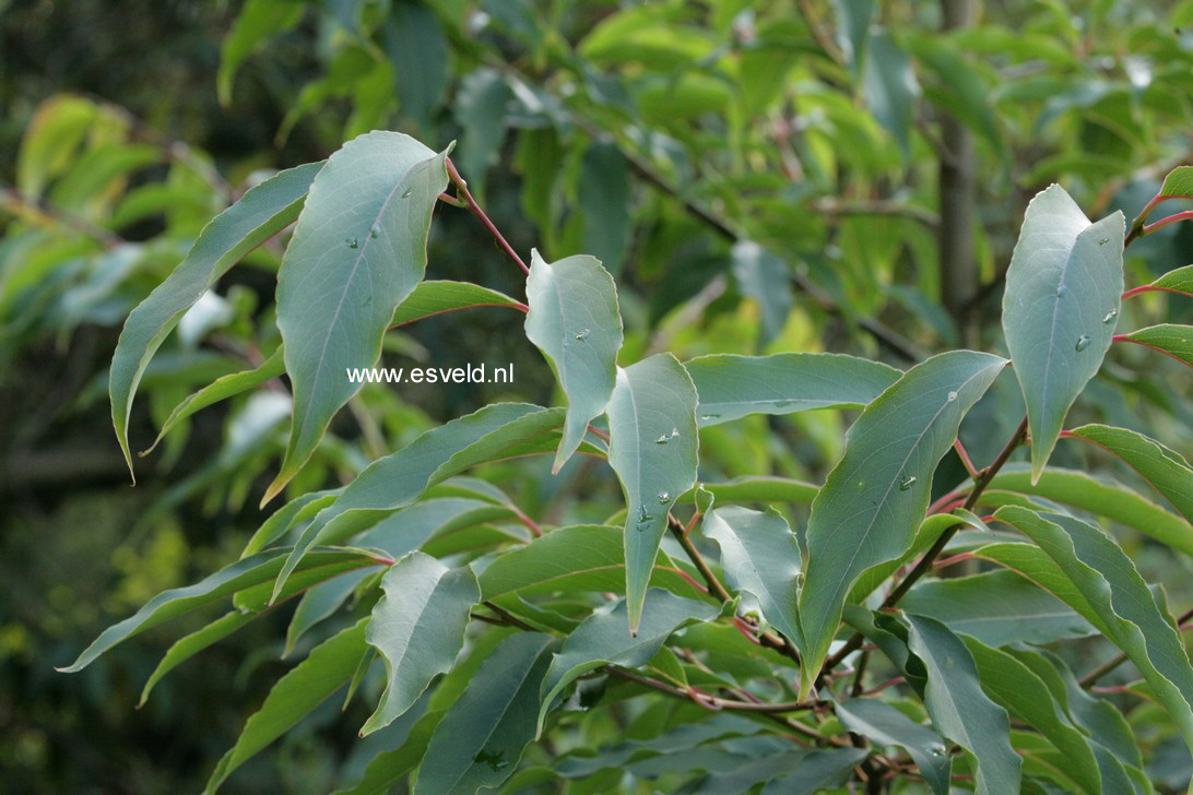 Halesia macgregorii