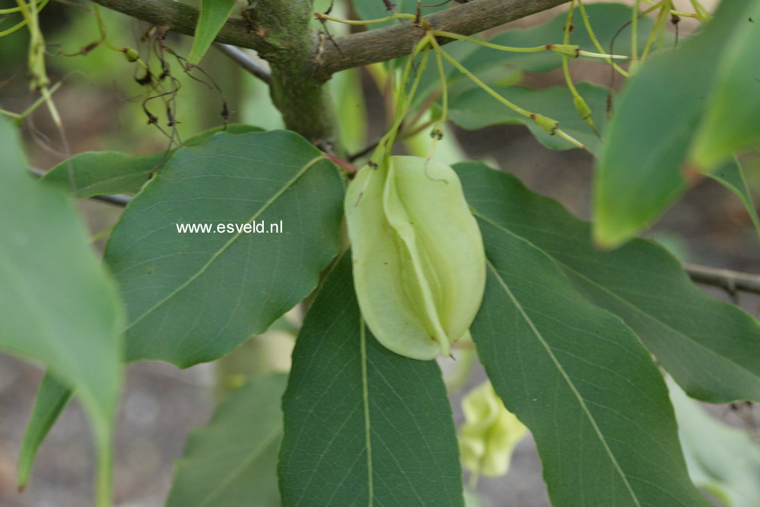 Halesia macgregorii