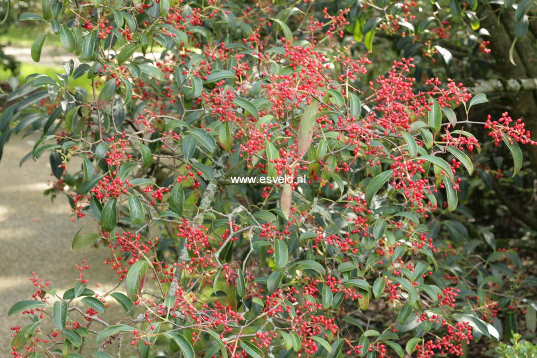 Viburnum henryi