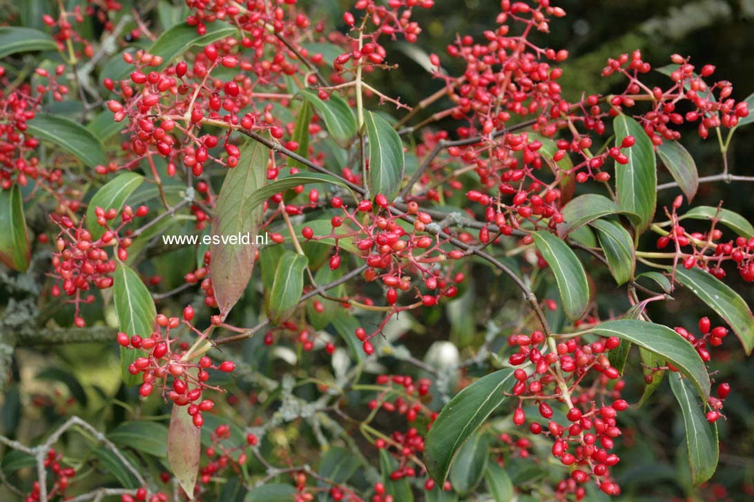 Viburnum henryi