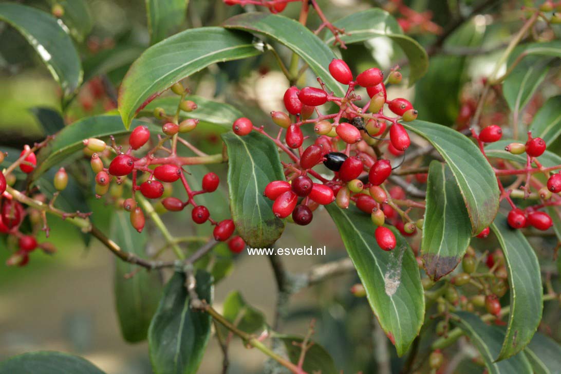 Viburnum henryi