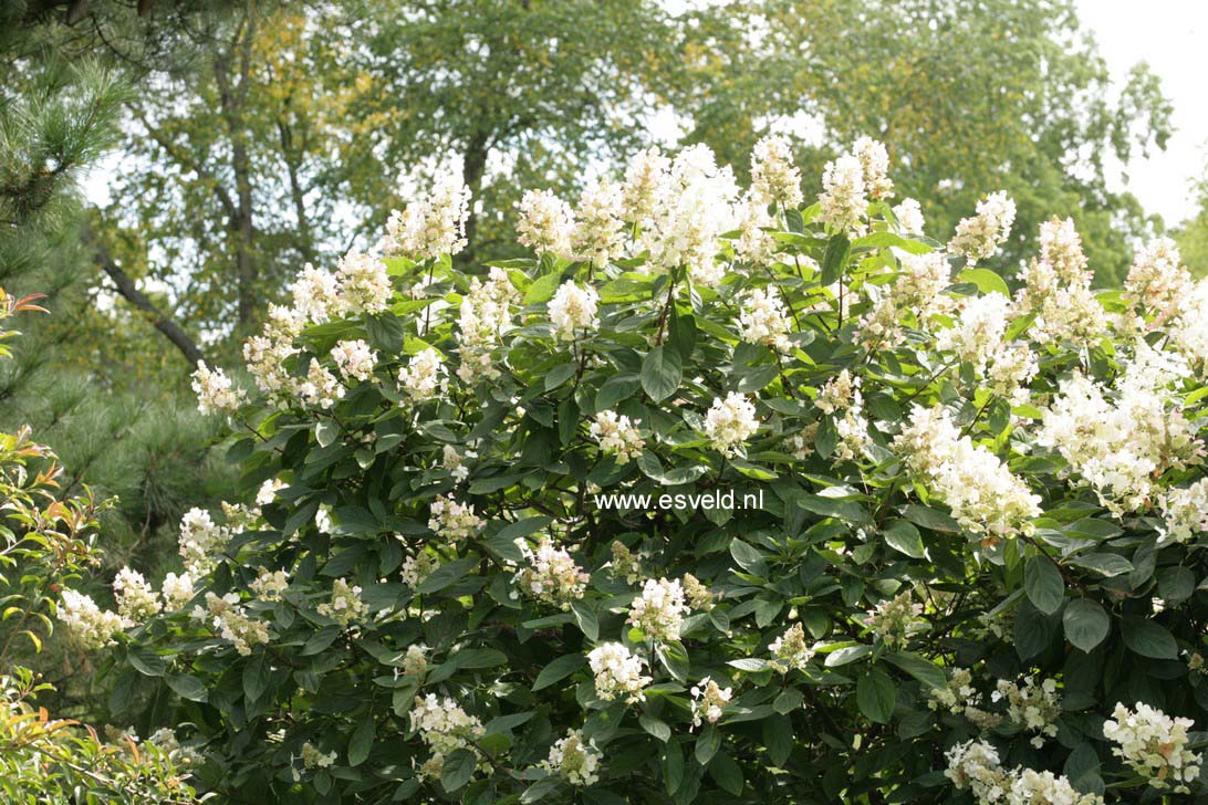 Hydrangea paniculata 'Tardiva'