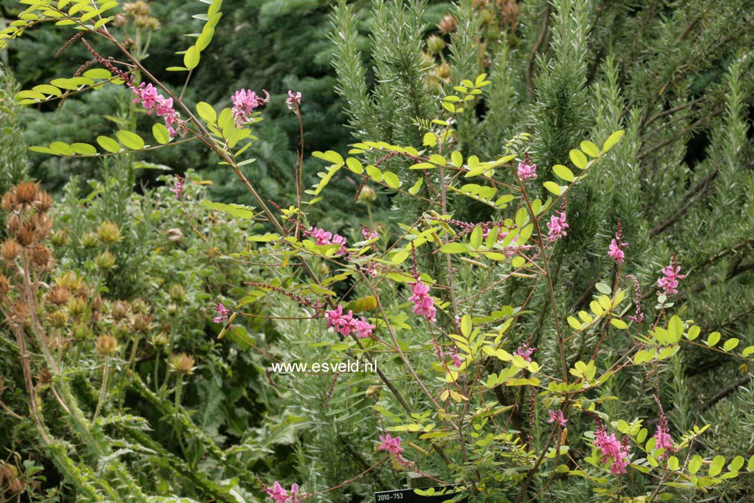 Indigofera howellii