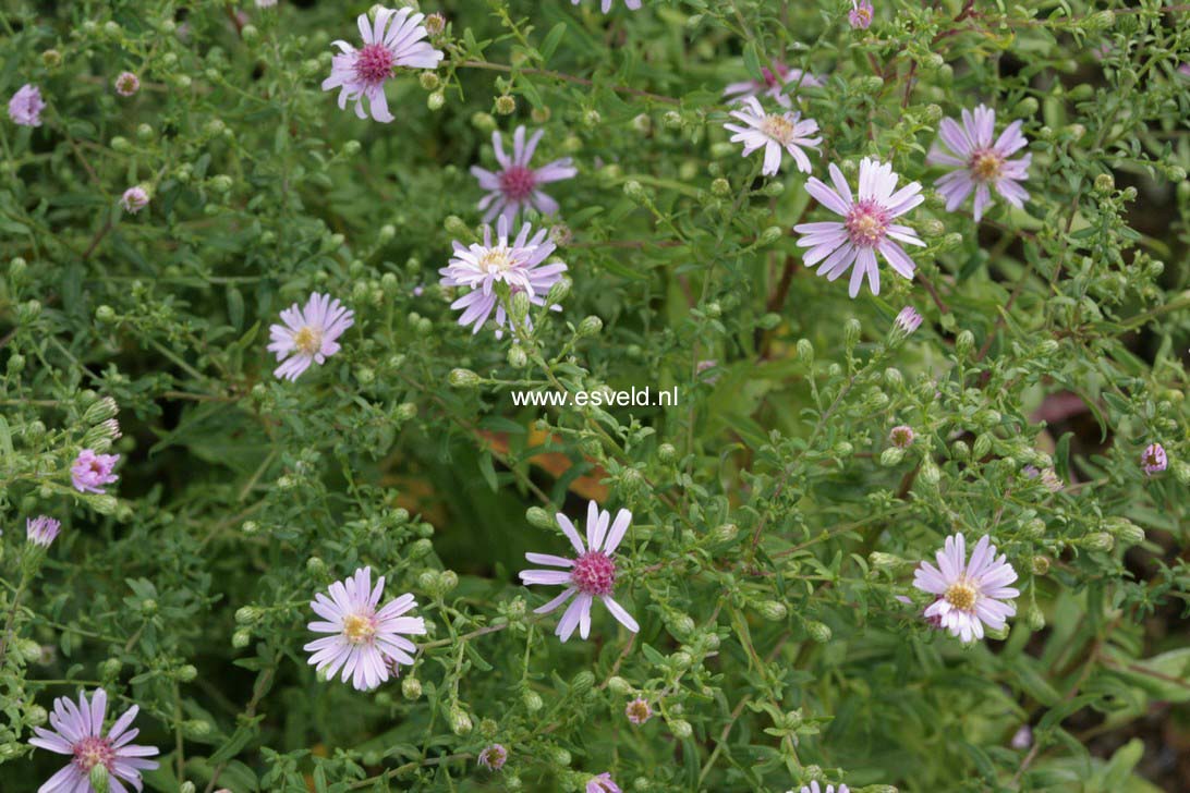 Aster laterifolius 'Coombe Fishacre'