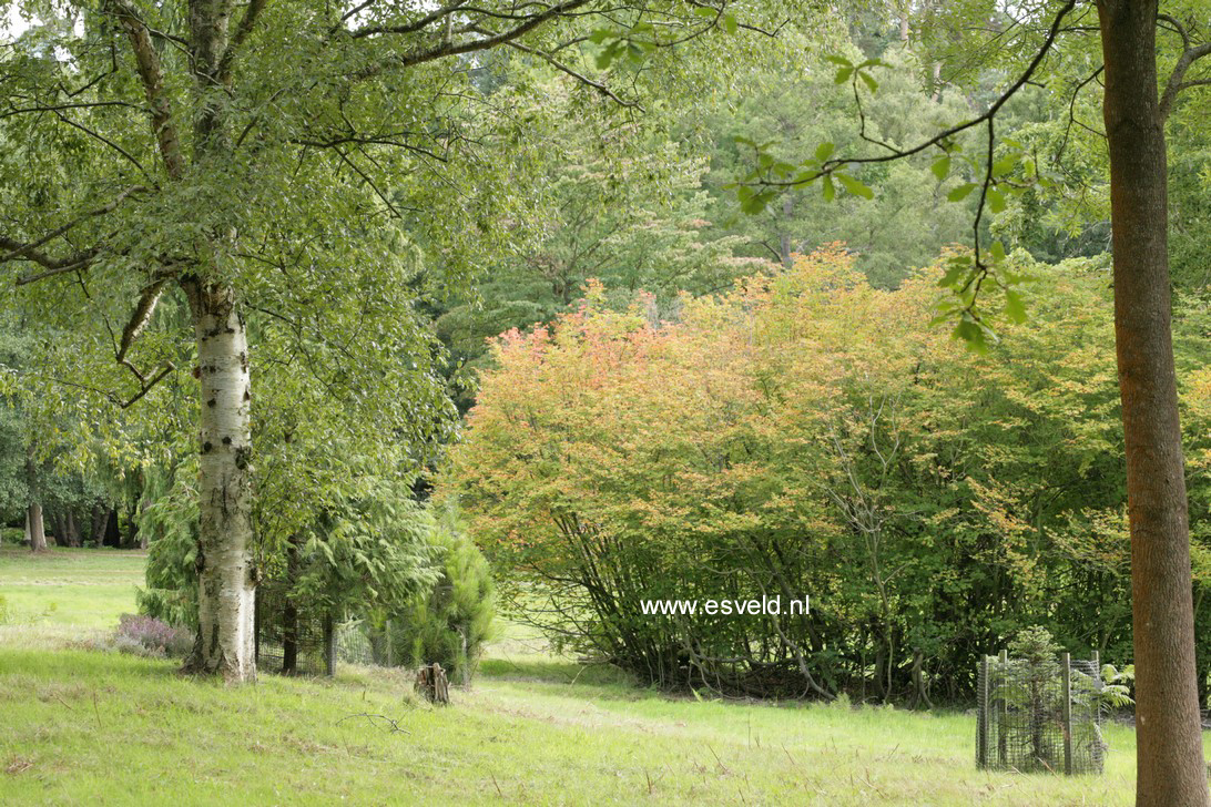 Acer circinatum