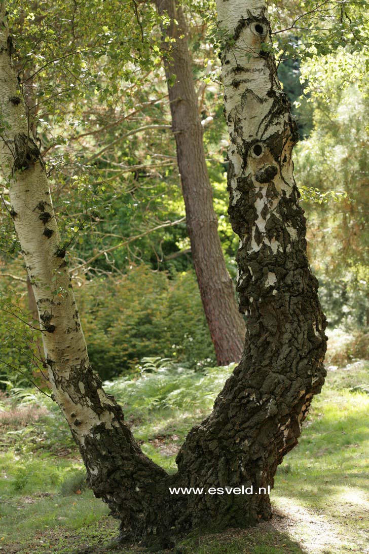 Betula pendula