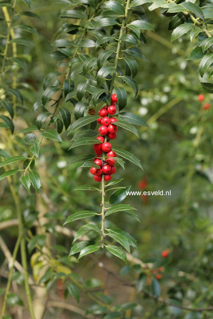 Ilex 'September Gem'