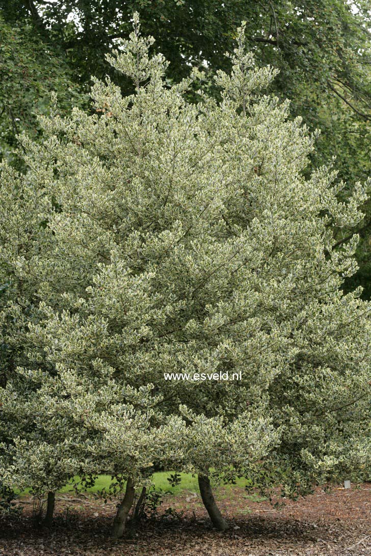 Ilex aquifolium 'Ferox Argentea'