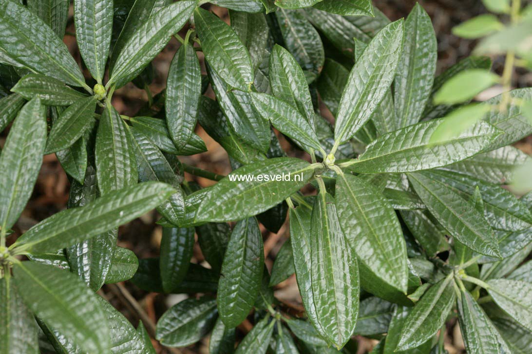 Rhododendron argyrophyllum 'Chinese Silver'