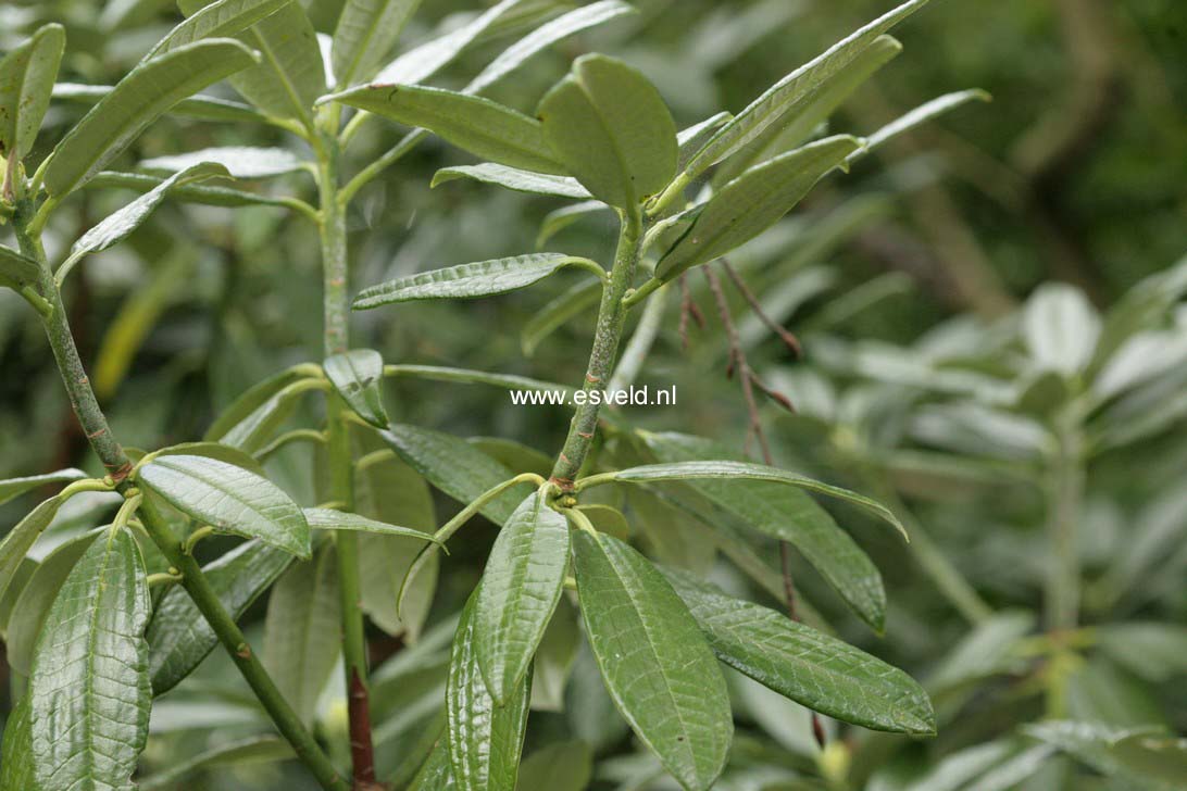 Rhododendron argyrophyllum 'Chinese Silver'