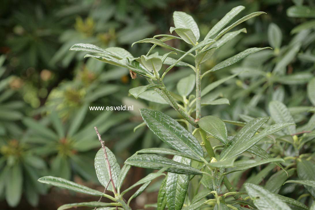 Rhododendron argyrophyllum 'Chinese Silver'