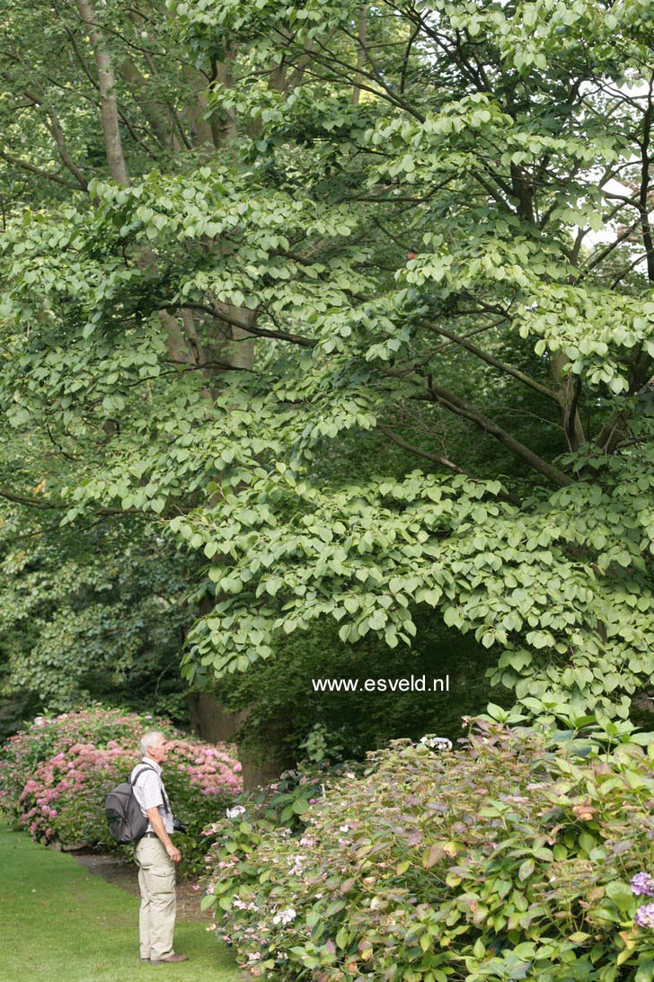 Styrax hemsleyanus