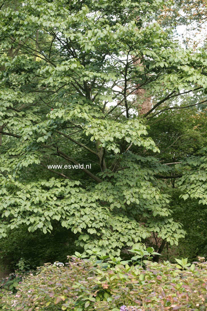 Styrax hemsleyanus