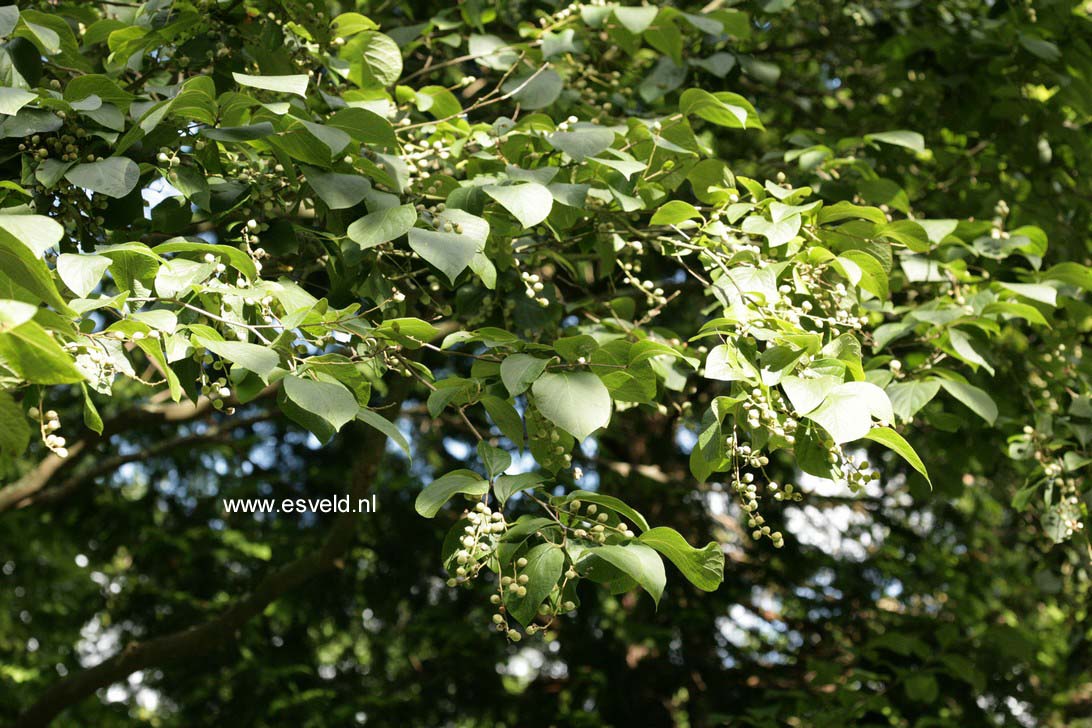 Styrax hemsleyanus