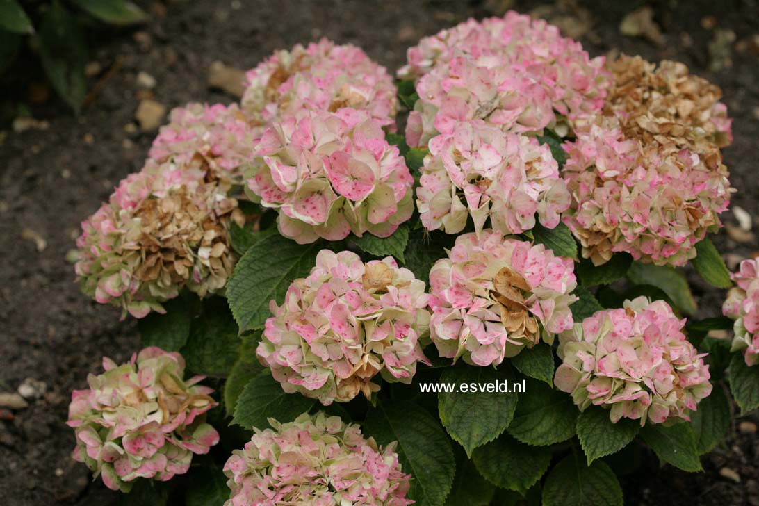 Hydrangea macrophylla 'Wudu'