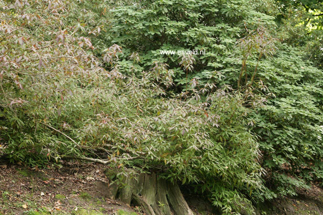 Rhododendron lutescens