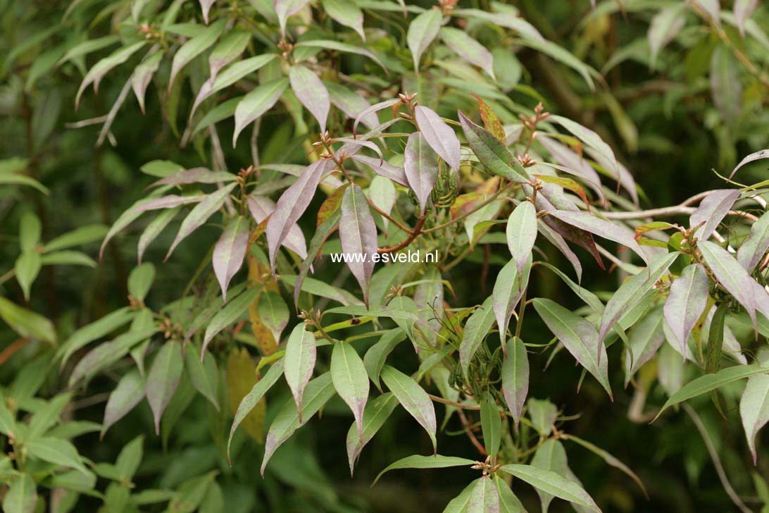 Rhododendron lutescens