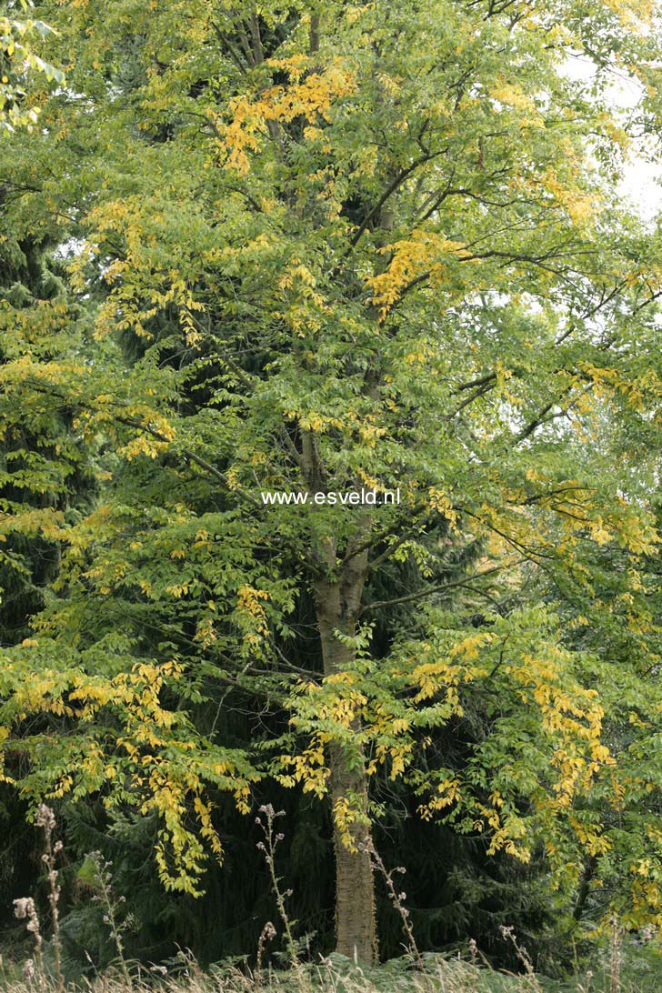 Betula alleghaniensis