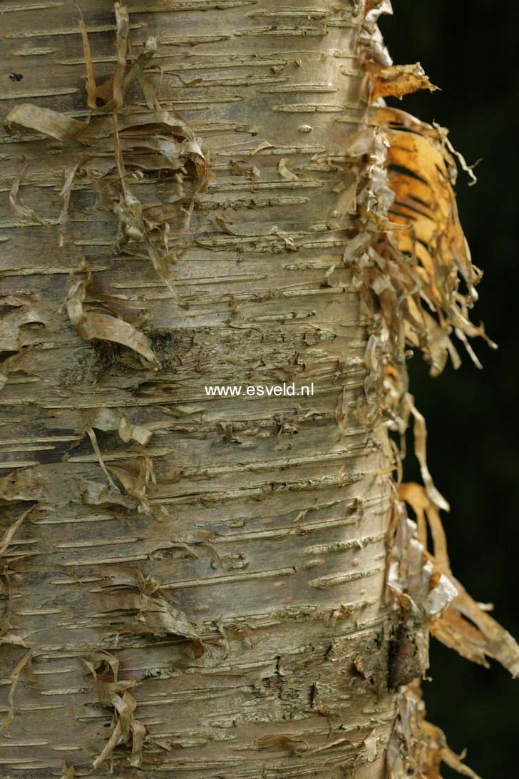 Betula alleghaniensis