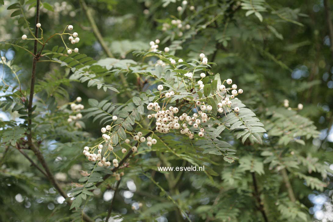 Sorbus frutescens