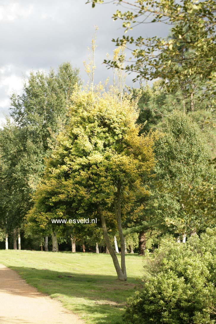 Ilex attenuata 'Sonny Foster'