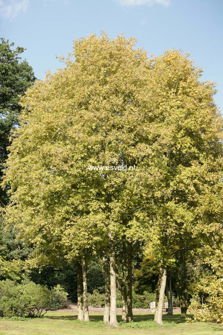 Alnus incana 'Aurea'