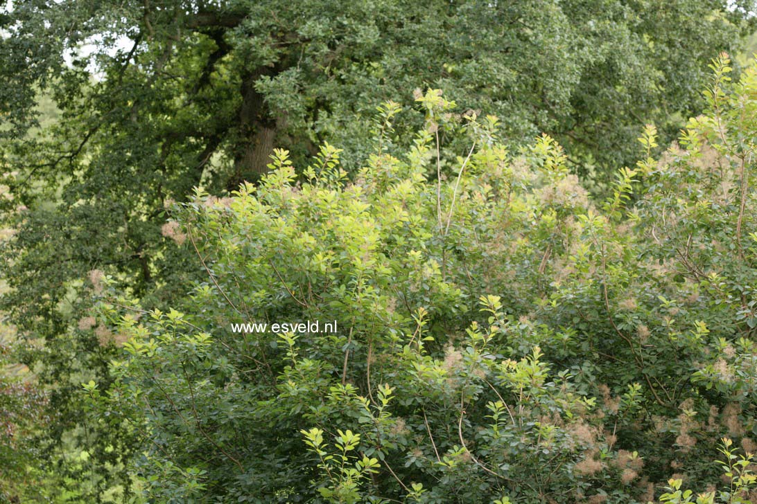 Cotinus coggygria