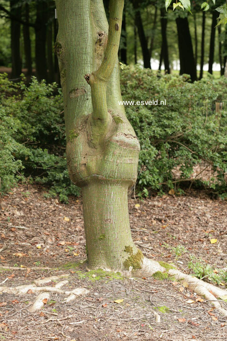 Acer rubescens 'Silver Cardinal'