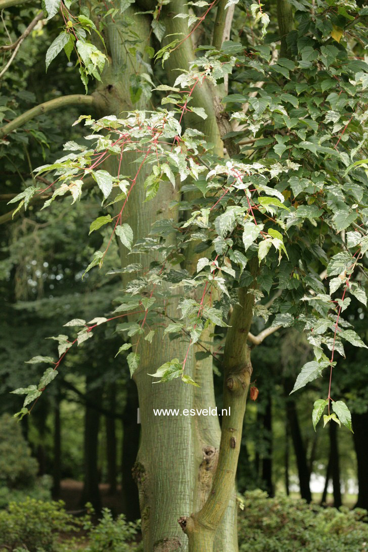 Acer rubescens 'Silver Cardinal'