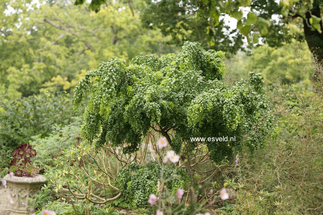 Robinia pseudoacacia 'Lace Lady'