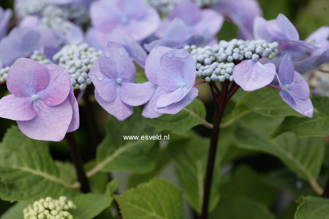 Hydrangea macrophylla 'Zorro'