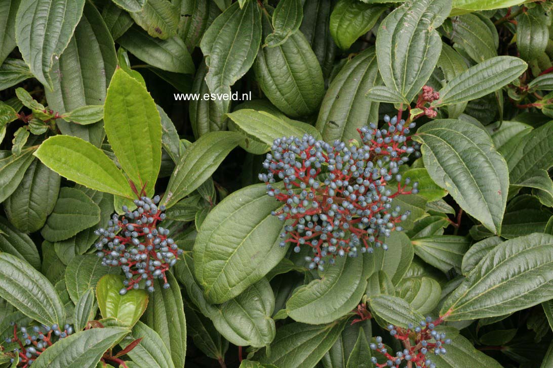 Viburnum davidii