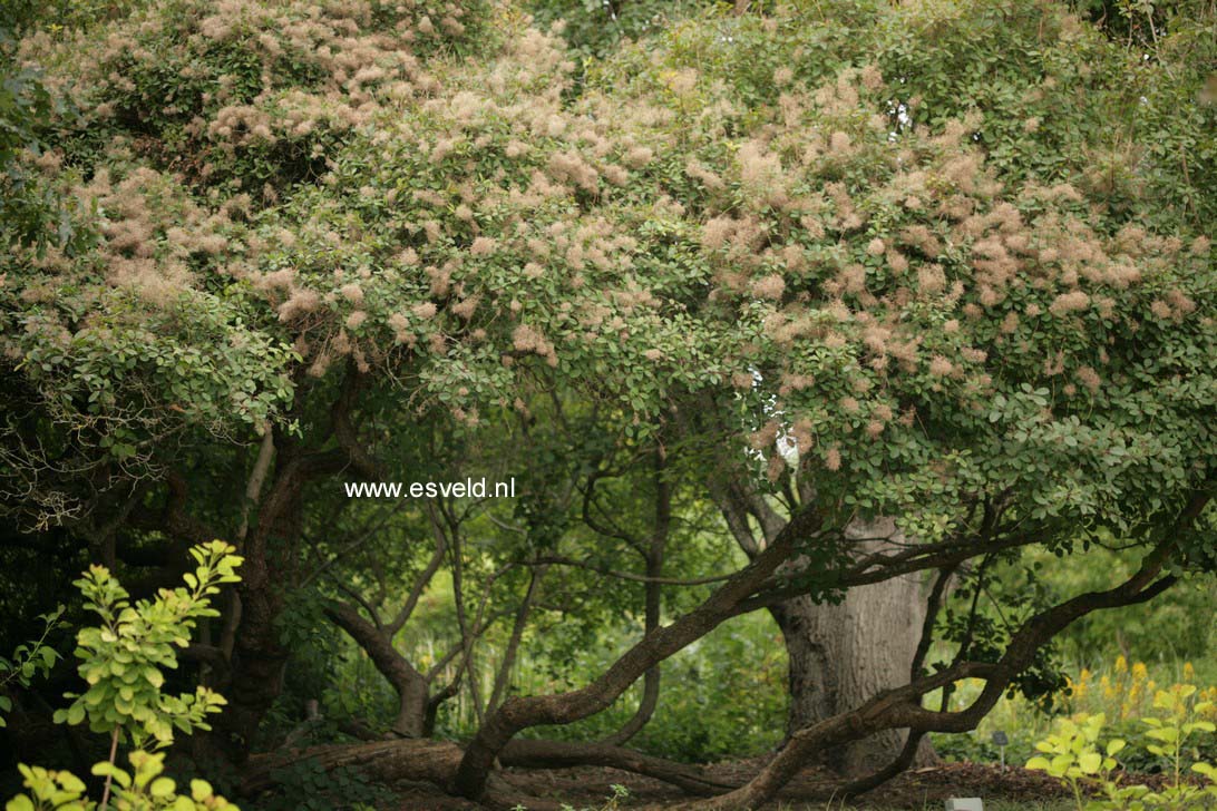 Cotinus coggygria